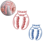 Deep Tissue Muscle Roller